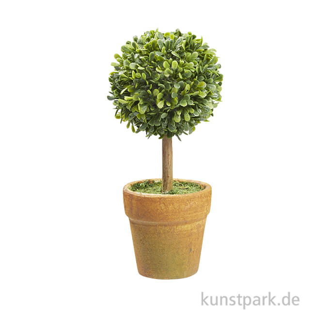 Mini Buchs-Baum mit Topf, 15 cm